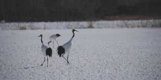 日本北海道东部冬季的钏路丹顶鹤