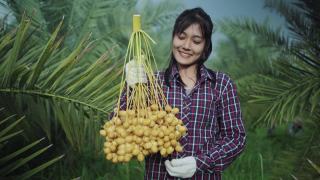亚洲妇女采摘椰枣果实。视频素材模板下载