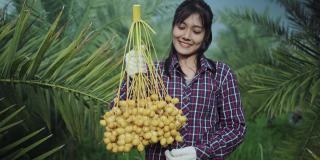 亚洲妇女采摘椰枣果实。