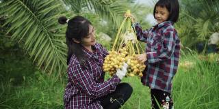 母亲和女儿正在采摘椰枣果实。