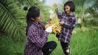 母亲和女儿正在采摘椰枣果实。视频素材模板下载