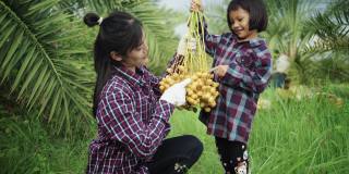 母亲和女儿正在采摘椰枣果实。