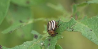 一只科罗拉多土豆甲虫正在啃一片绿色的土豆叶子