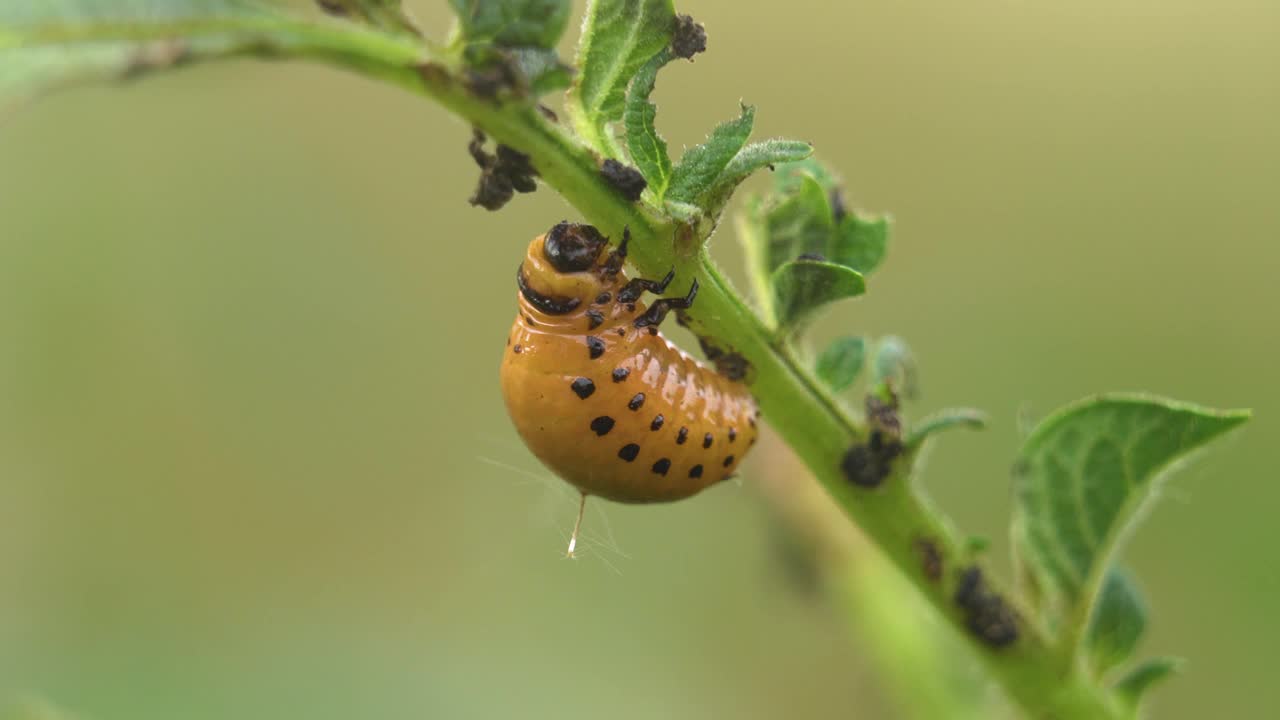 一只橙色的科罗拉多马铃薯甲虫幼虫坐在马铃薯灌木上