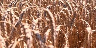 金色的麦穗在阳光灿烂的日子准备收获。收割前一片成熟的小麦田