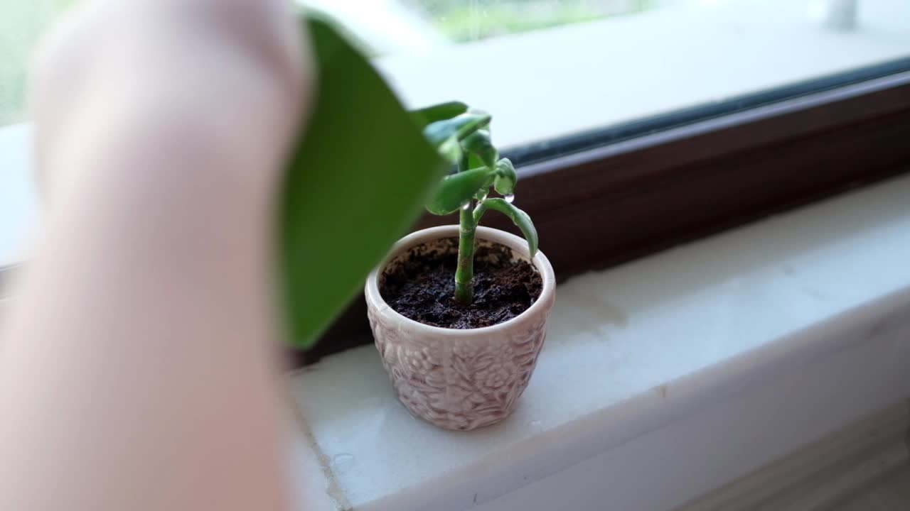 可爱的小女孩在花园里用喷壶给植物浇水。