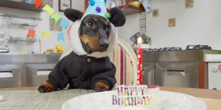 可爱的腊肠狗狗穿着滑稽的熊猫服装，戴着兜帽和节日帽，坐在摆满蜡烛的生日蛋糕前的桌子前，在为庆祝派对而装饰的房间里，想要吃点东西