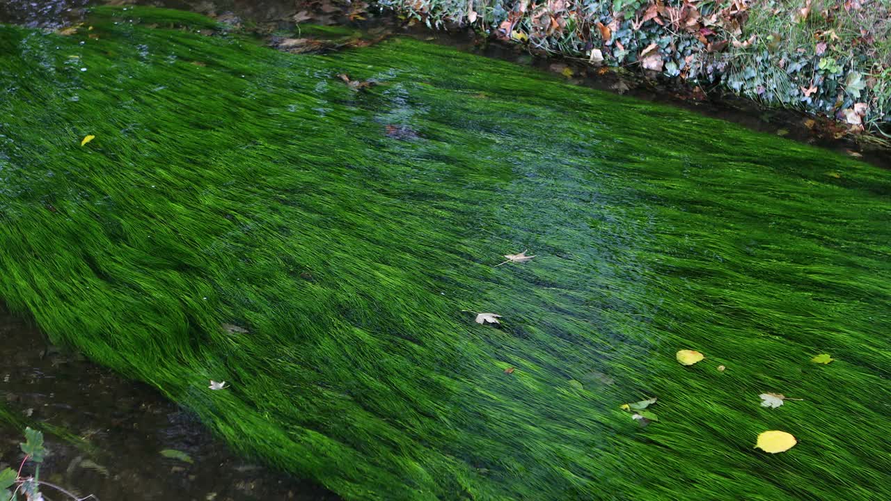 溪流，水生植物，淹没植物