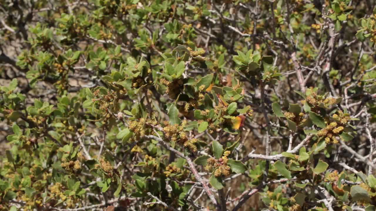 Quercus cornelius-mulleri雄蕊花- Joshua tree np - 042921 v