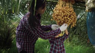 母亲和女儿正在采摘椰枣果实。视频素材模板下载