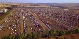 捕获大面积的圈养牛区用于肉类生产。