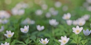 小银莲花白花特写