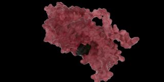 麻疹螺旋病毒核衣壳的结构