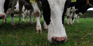 这是一段特写视频，拍摄的是一头牛在吃草