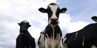 可爱而好奇的荷斯坦奶牛肖像