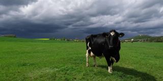 春天草地上的荷尔斯泰因奶牛