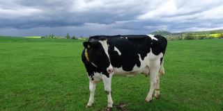 春天草地上的荷尔斯泰因奶牛