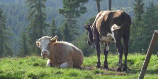 日出时分牧场草地上的一群奶牛