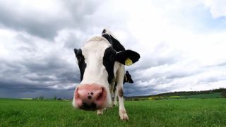 黑白相间的奶牛站在绿色的草地上视频素材模板下载