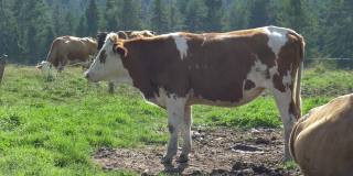 日出时分牧场草地上的一群奶牛