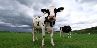 黑白相间的奶牛站在绿色的草地上