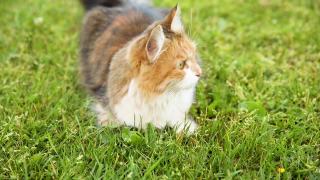 傲慢的短毛家庭有趣的虎斑猫潜入新鲜的绿色草地背景。夏天小猫在花园后院散步。宠物保健和动物概念视频素材模板下载