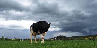 在Bad Colberg附近草地上的黑白奶牛