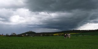 美丽的春天草地上的荷尔斯泰因奶牛