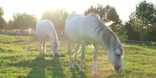 美丽的白马在日落的绿色田野上。