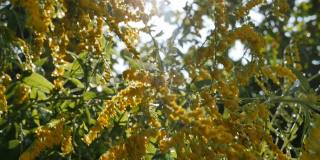 雨滴落在灌木丛黄色花朵上，在阳光下闪闪发光，在微风中摇曳。雨过天晴。自然和谐的概念