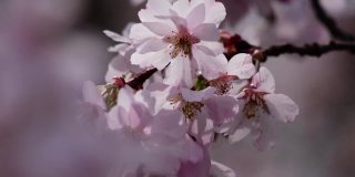 川津樱桃树枝上开着粉红色的花