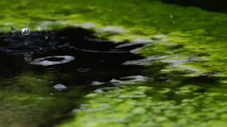 水面上有绿色的苔藓和白色的泡沫视频素材模板下载