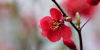 日本红榅桲树的花
