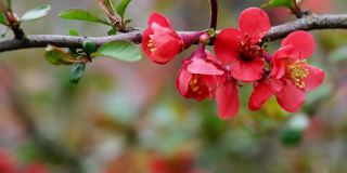 日本红榅桲树的花