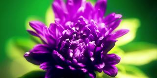 紫菀花开放、发芽的时间经过时间的推移
