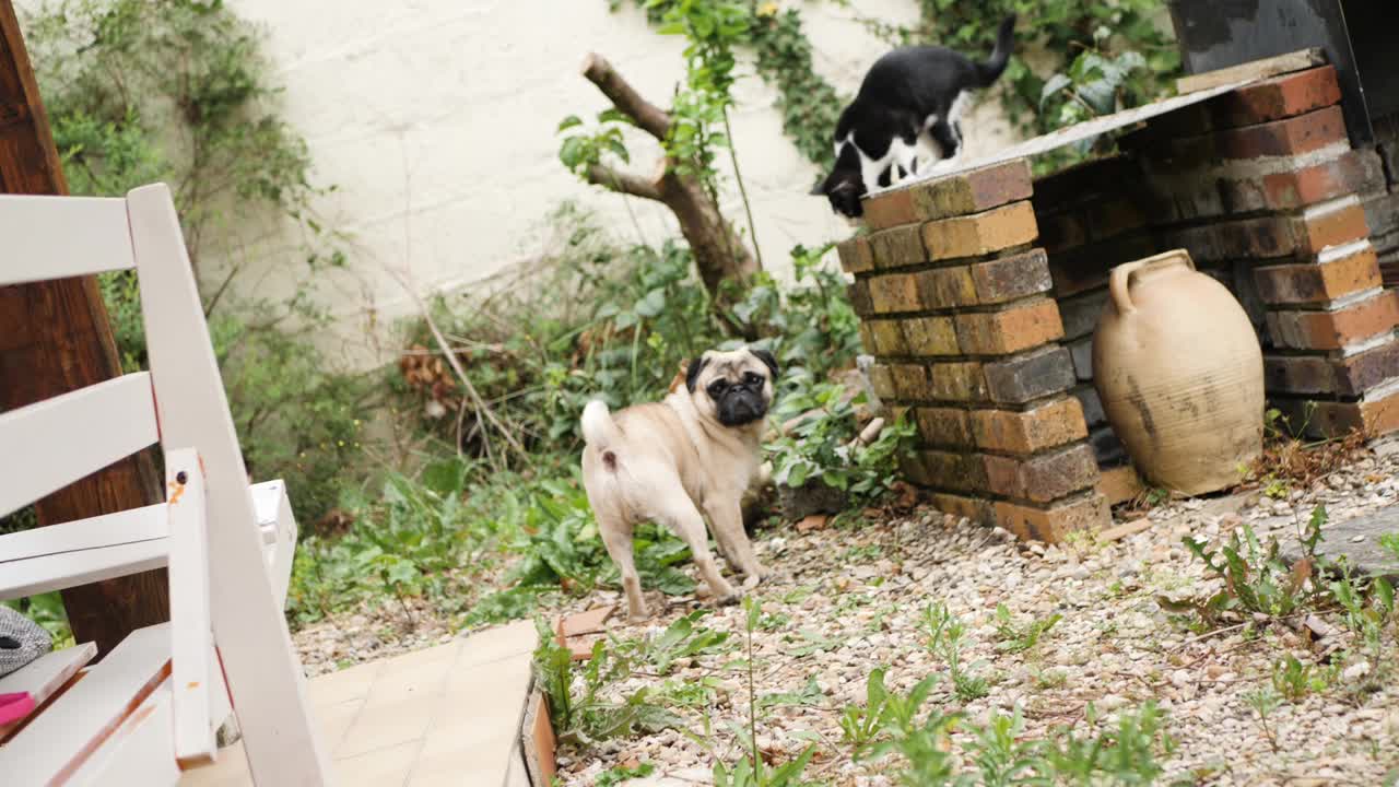 猫和狗在野外