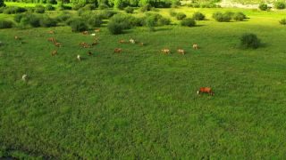 在田野的草地上吃草的肉牛视频素材模板下载