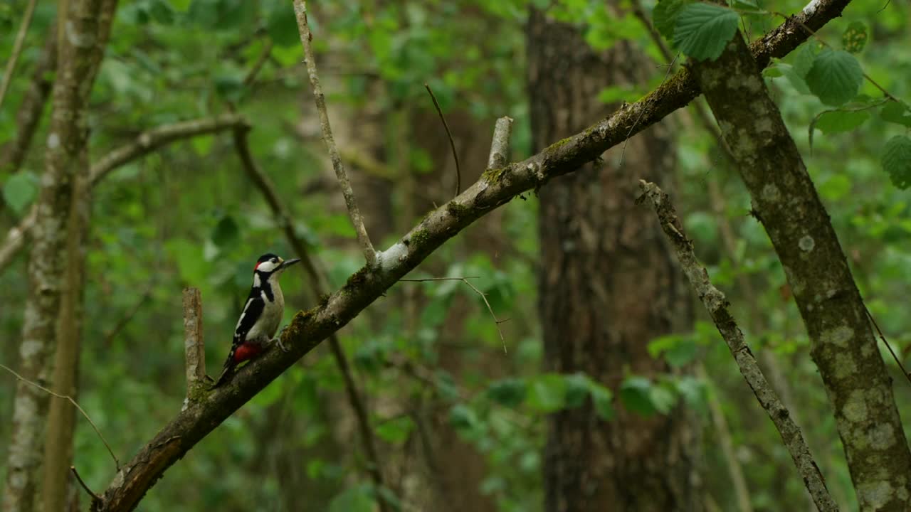 白俄罗斯的大斑啄木鸟vs欧洲斑蝇