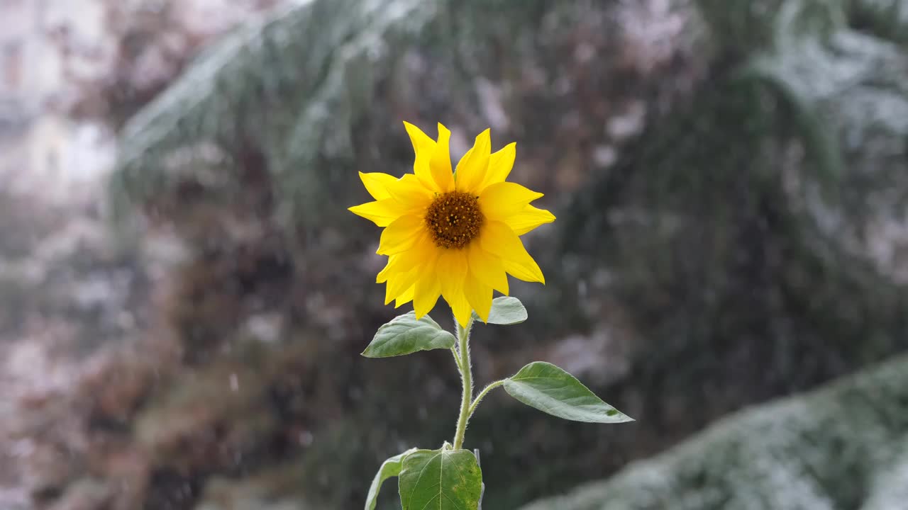 早期的降雪。黄色向日葵的背景上早雪