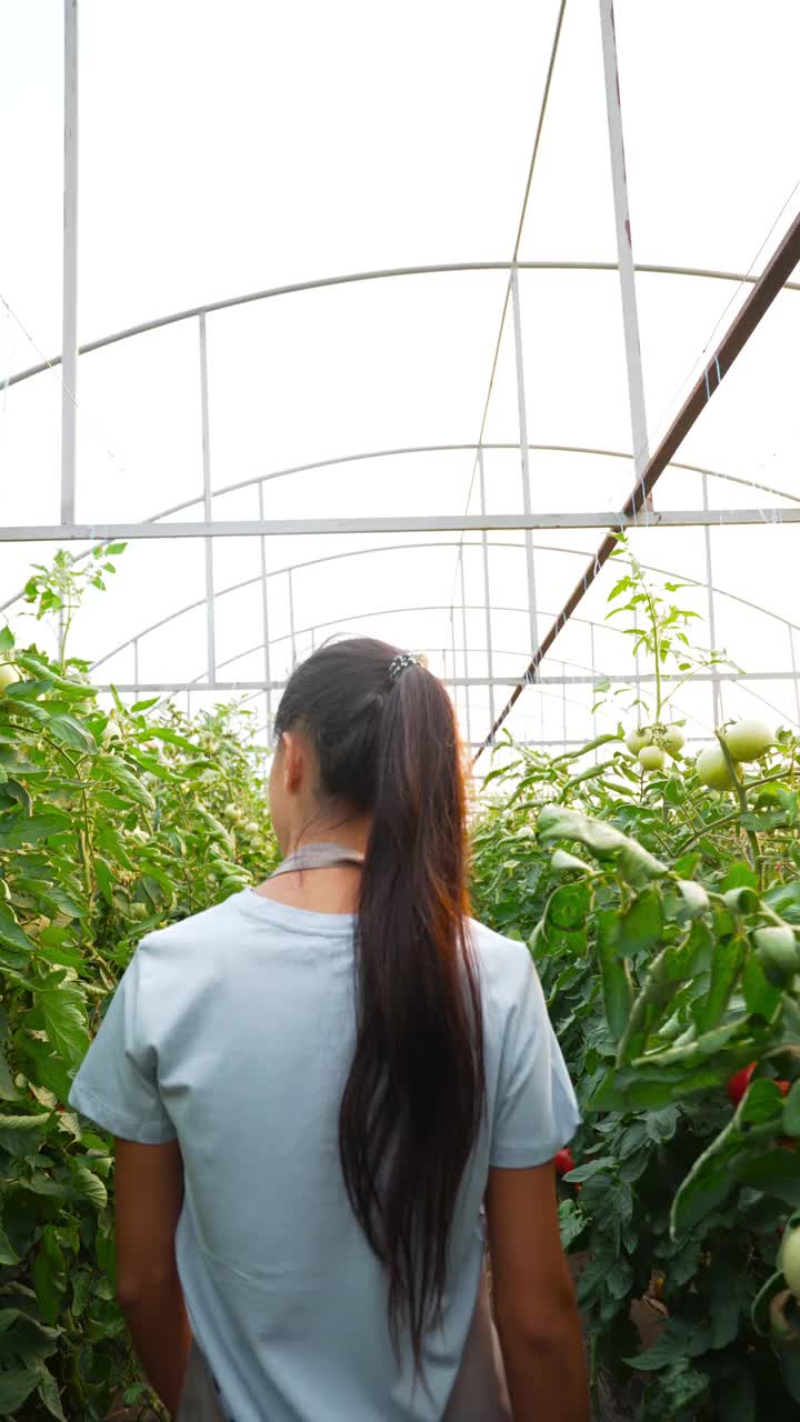 年轻的女农民分析番茄生产。