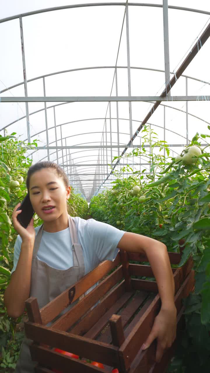 一位女农民计划新送西红柿。