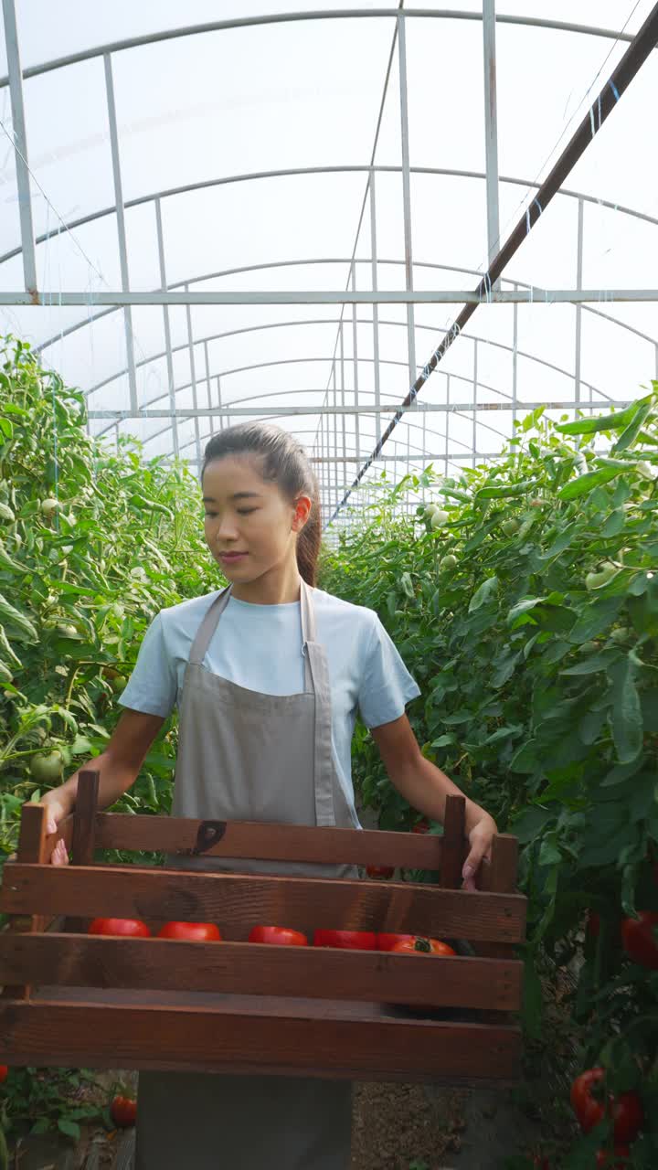 清早在番茄温室工作的女农民。