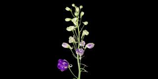 在黑色背景上分离的蓝紫色飞燕花的时间流逝。4K时间流逝的飞燕草生长开花，开放。爱情，结婚，周年纪念，春天，情人节