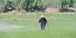 资深亚洲农民在稻田喷洒除草剂。