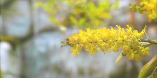 黄色兰花花盛开，黄绿色的叶子和模糊的蓝色瀑布背景