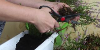 一名妇女将森林石南花移植到花盆中。她采摘并剪下植物的枝条。将土壤添加到植物的根部。特写镜头。