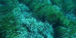 浓密的绿色海生草Posidonia的特写。慢动作，俯视图在绿色海草地中海绦草或海王星草(Posidonia)。地中海、塞浦路斯