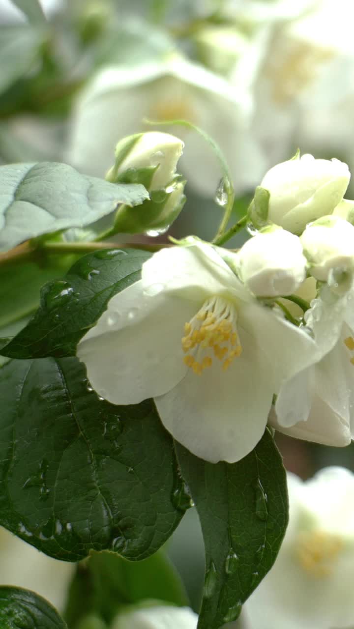 春天微风中，白色的茉莉花在灌木上摇曳。