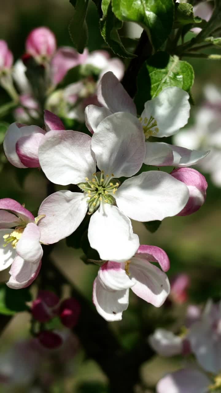 粉红色和白色的花朵盛开，苹果花蕾和花朵在树枝上随风摇曳。春天花园里盛开的果树。