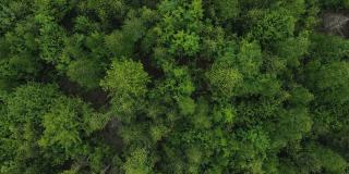 空中拍摄的宏伟美丽的混合绿色森林。树木山峰林立，原生态的自然保护区，自然背景。无人机直接向下拍摄。旅行的目的地